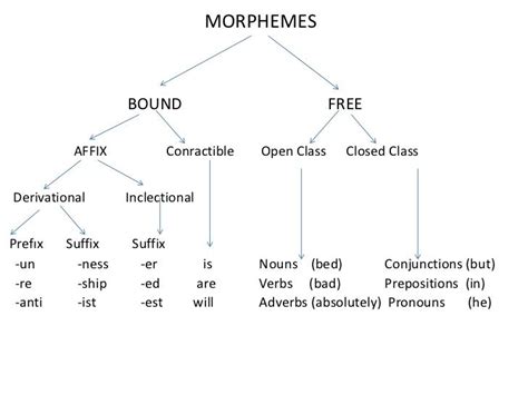 Exploring Cross-Linguistic Patterns with the Morpheme Magid PDF